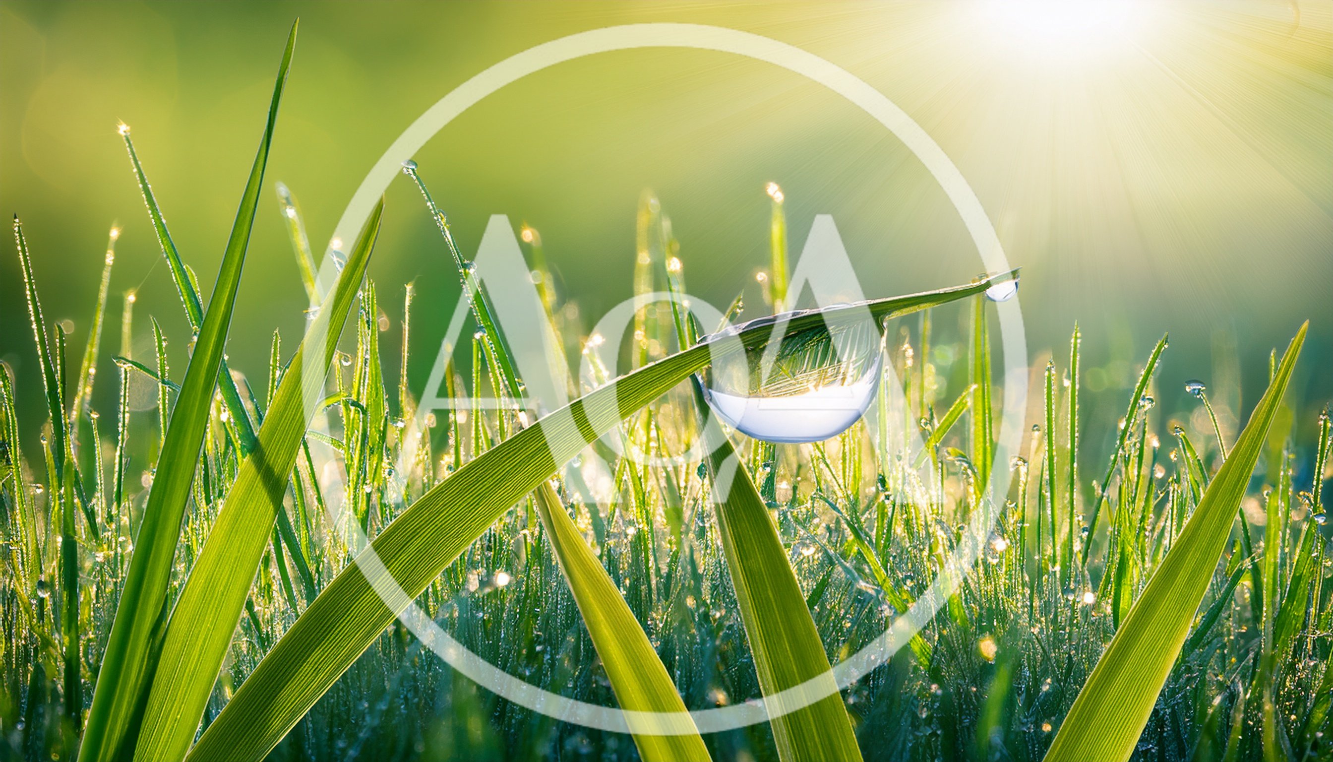 Dew Drop on Green Grass Blade at Sunrise