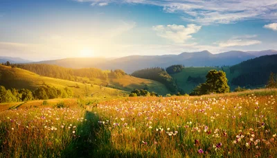Wildflower Meadow In The Carpathian Mountains At Sunset