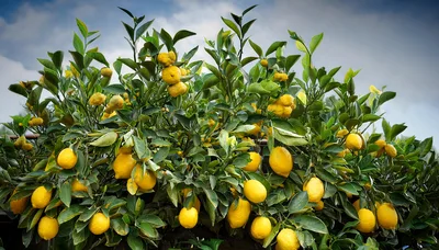 Abundant Lemon Tree Laden With Ripe Yellow Fruit