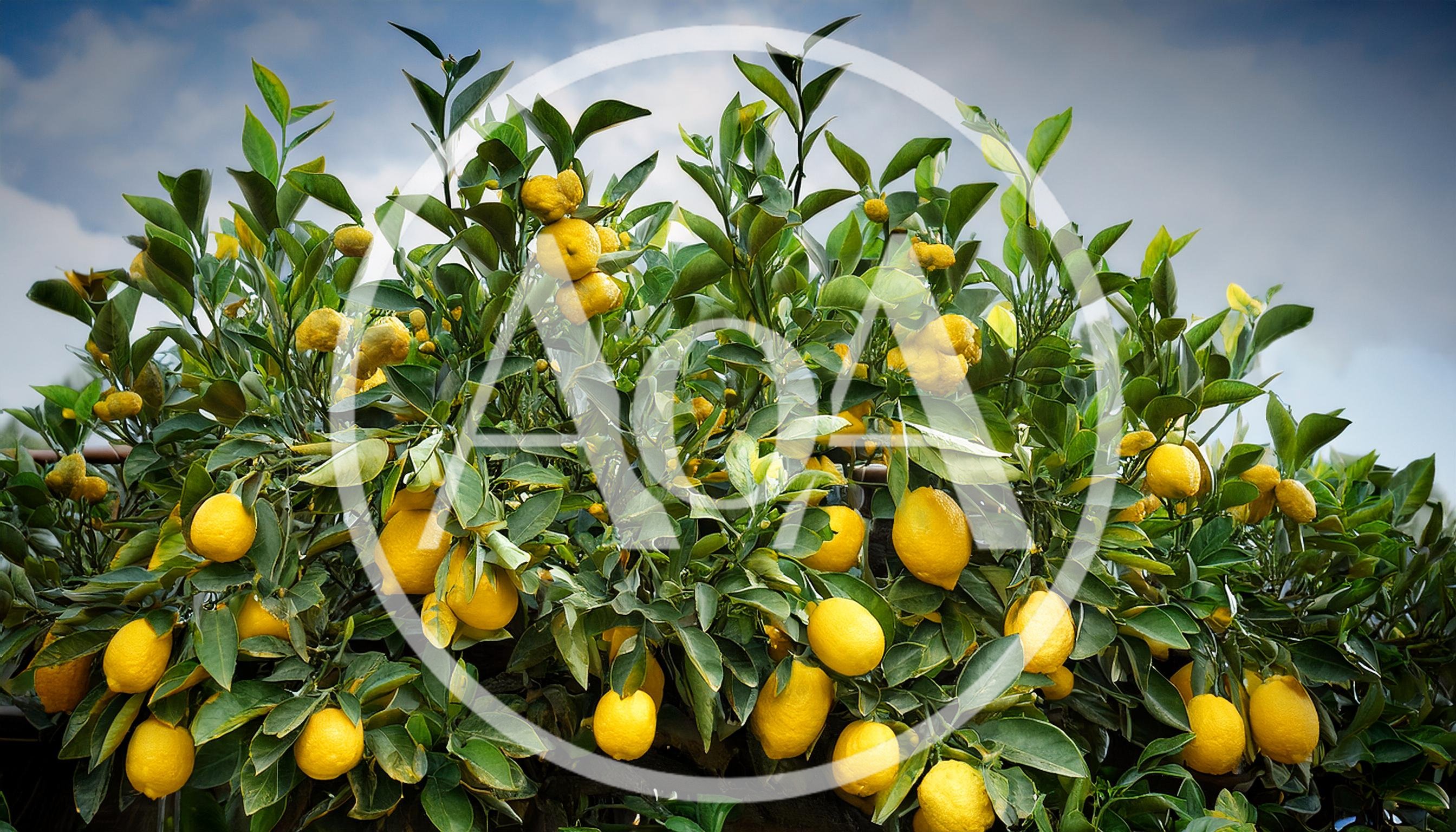 Abundant Lemon Tree Laden With Ripe Yellow Fruit