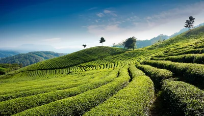 Lush Green Tea Plantation Hills Under Blue Sky