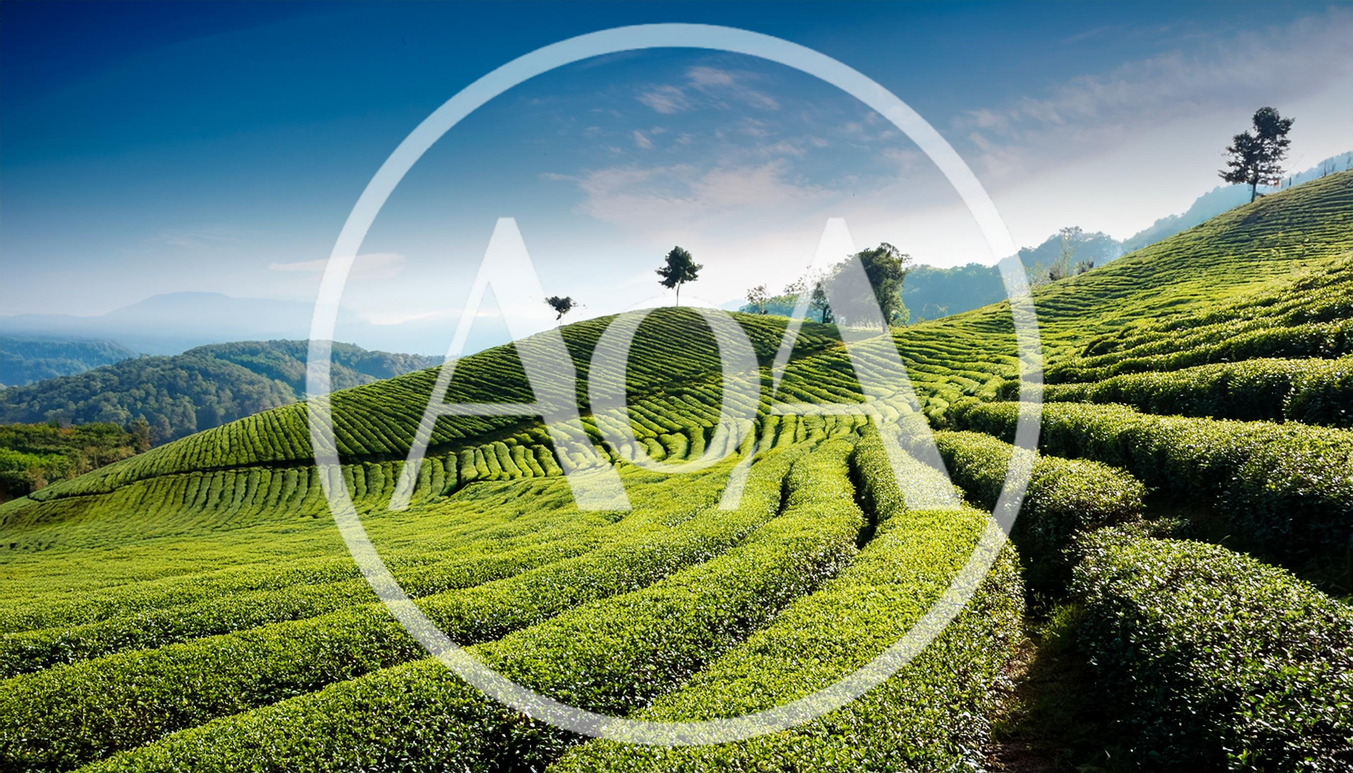 Lush Green Tea Plantation Hills Under Blue Sky