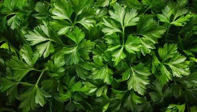 Fresh Green Flat Leaf Parsley Leaves Background