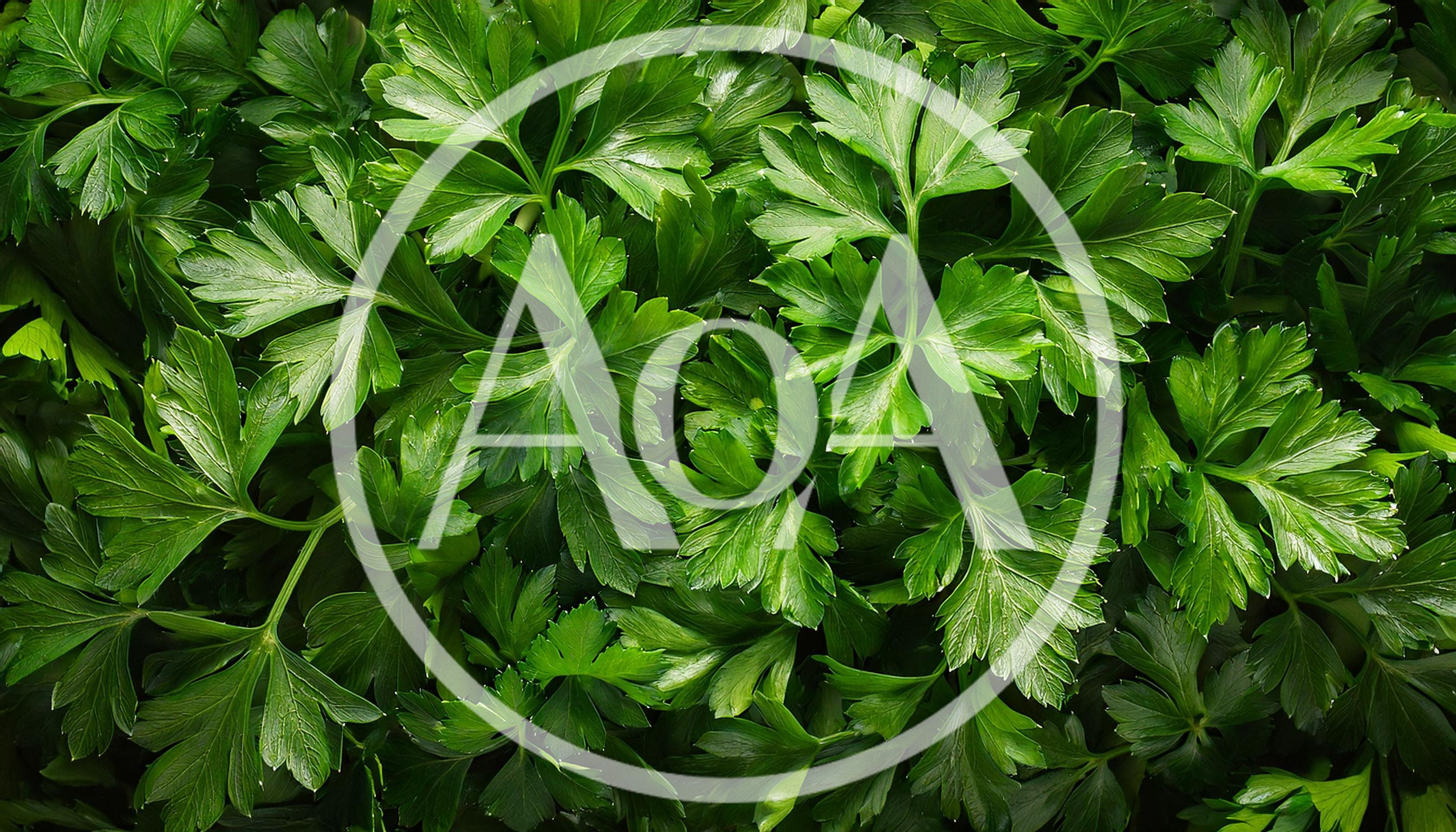 Fresh Green Flat Leaf Parsley Leaves Background