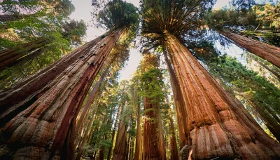 Low Angle View of Giant Sequoia Trees