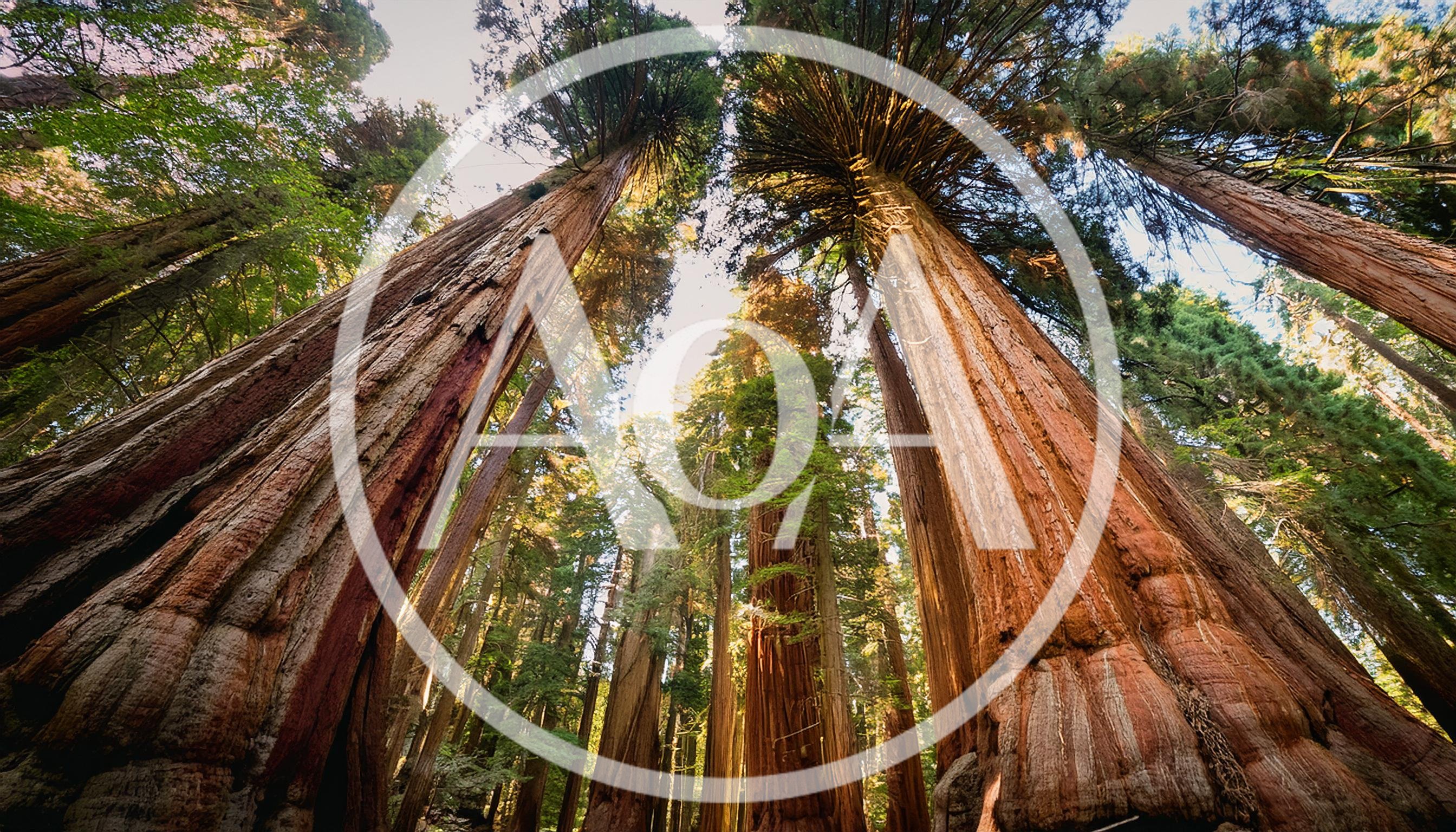 Low Angle View of Giant Sequoia Trees