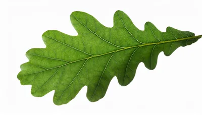 Single Green Oak Leaf Isolated On White Background