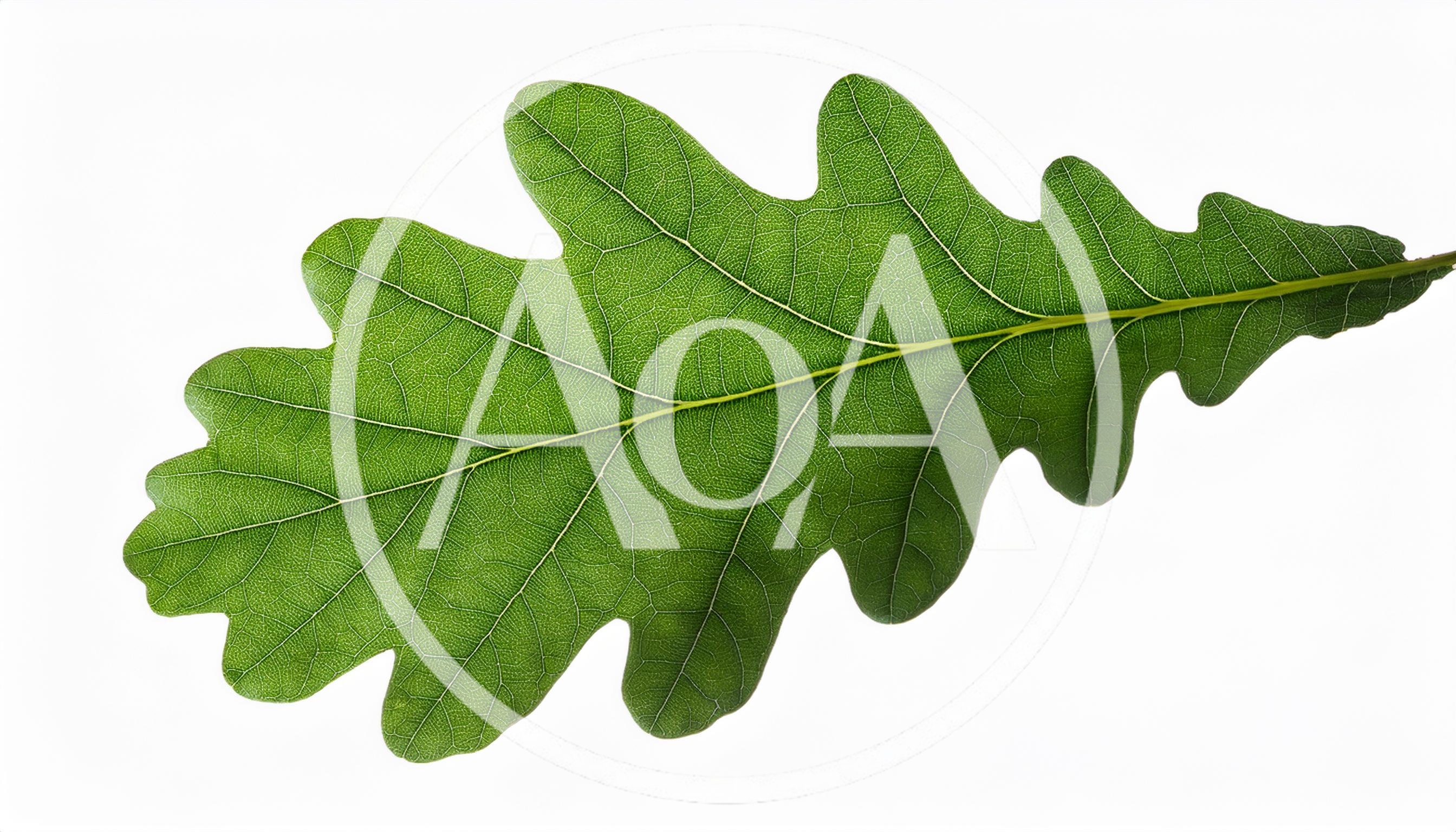 Single Green Oak Leaf Isolated On White Background