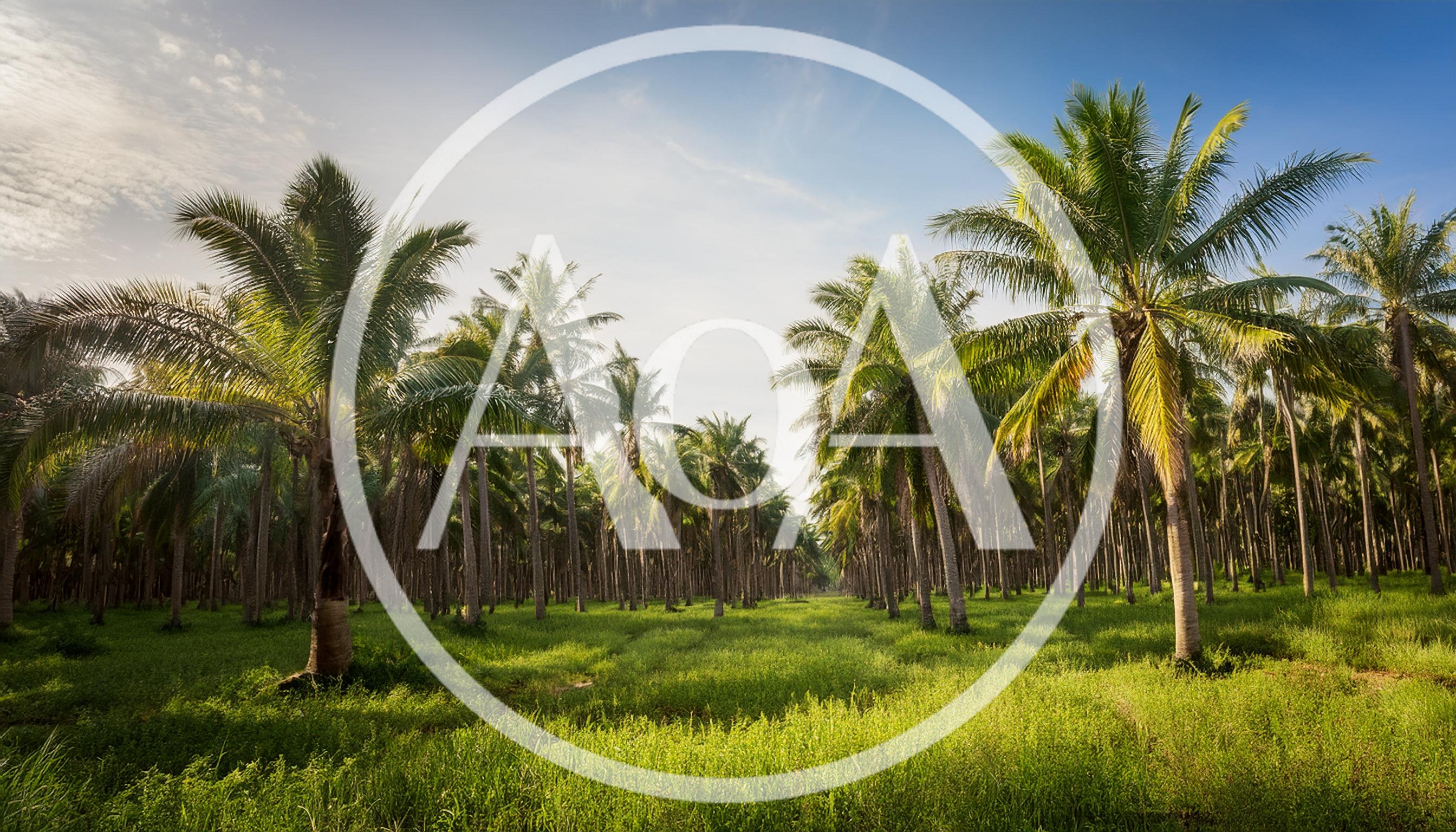 Lush Coconut Palm Plantation Under Bright Blue Sky