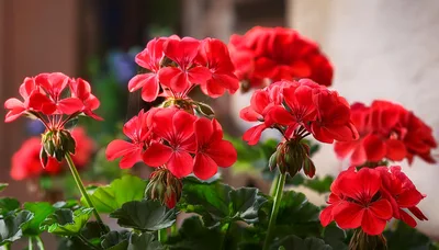 Vibrant Red Geranium Flowers Blooming in Garden