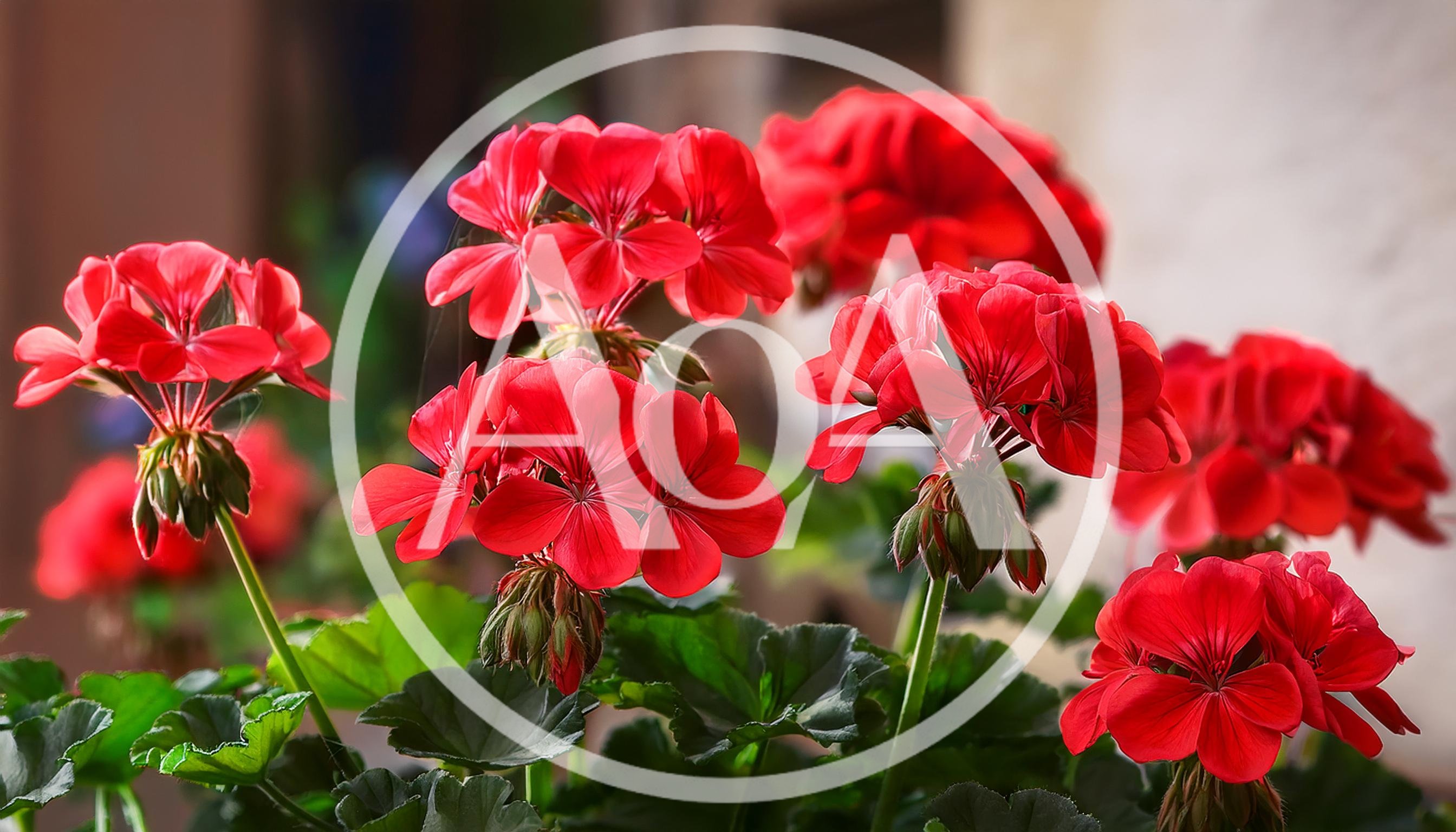 Vibrant Red Geranium Flowers Blooming in Garden