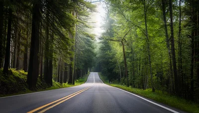 Empty Asphalt Road Through A Dense Green Forest