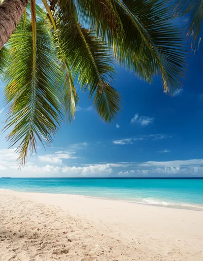 Tropical Beach Scene With Palm Fronds And Turquoise Water