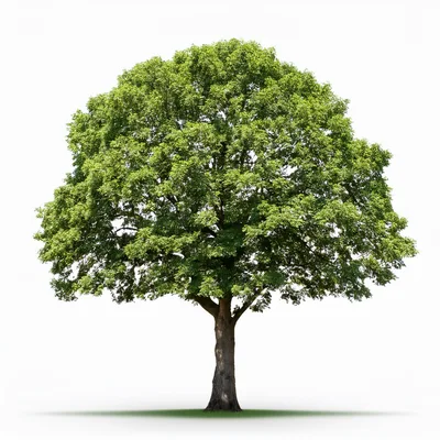 Large Deciduous Tree Isolated On White Background