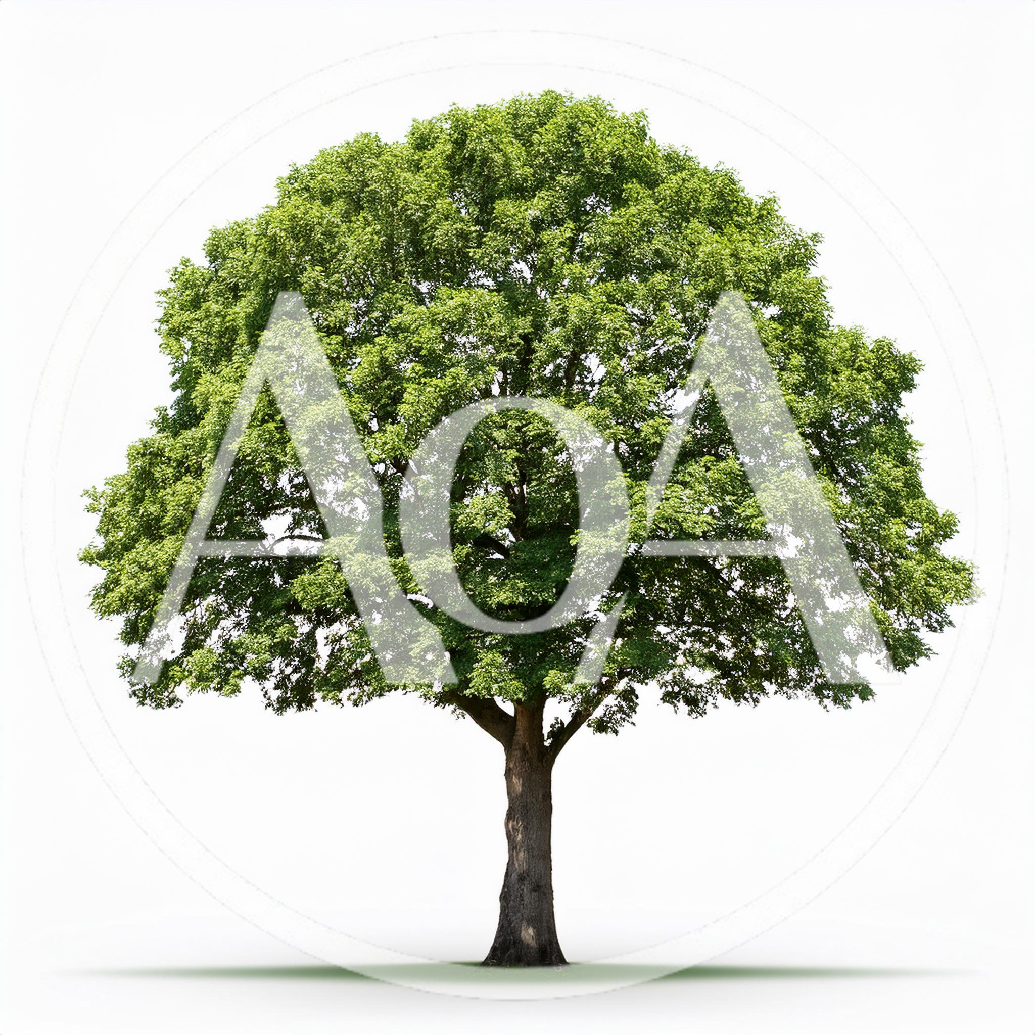 Large Deciduous Tree Isolated On White Background