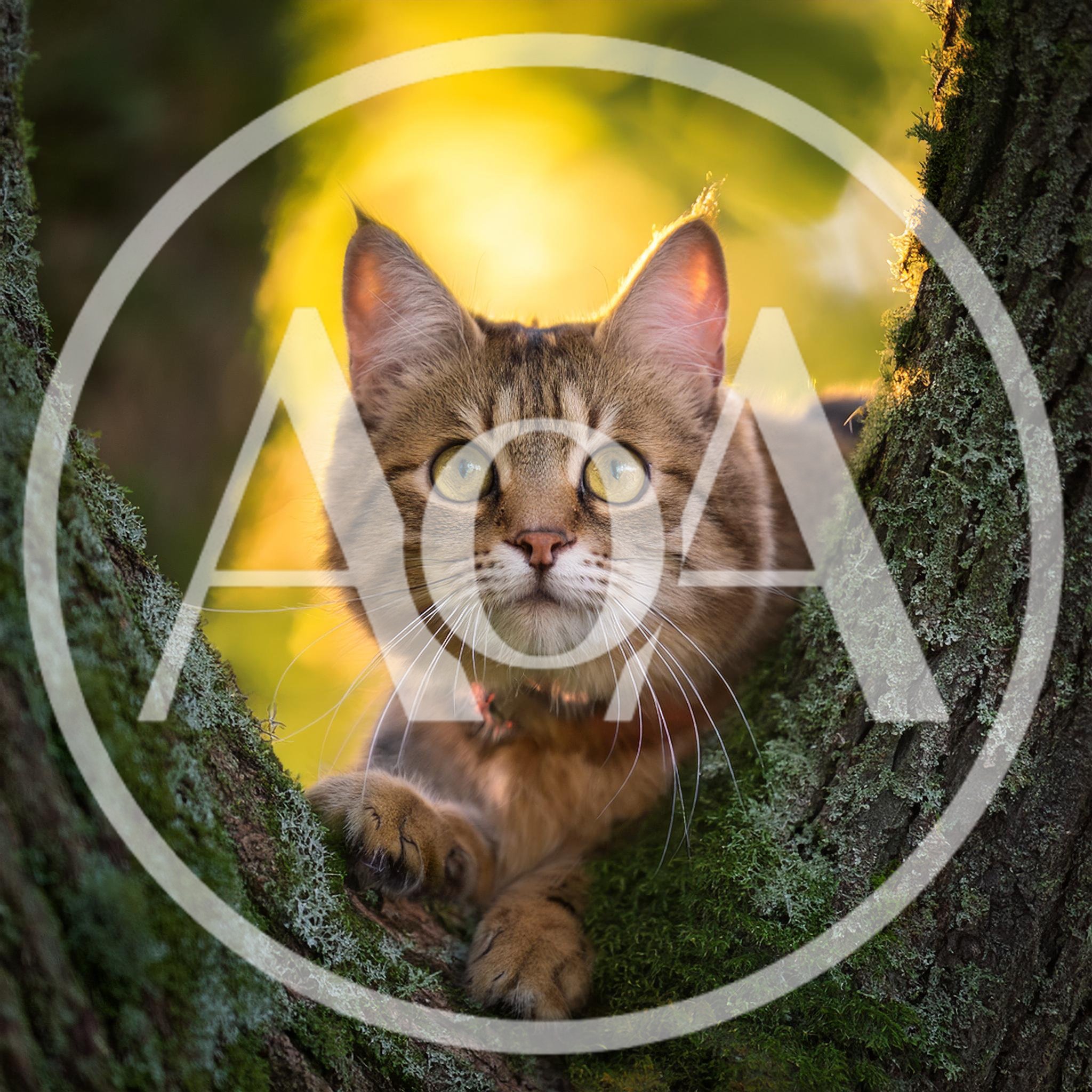 Tabby Cat Perched In A Mossy Tree