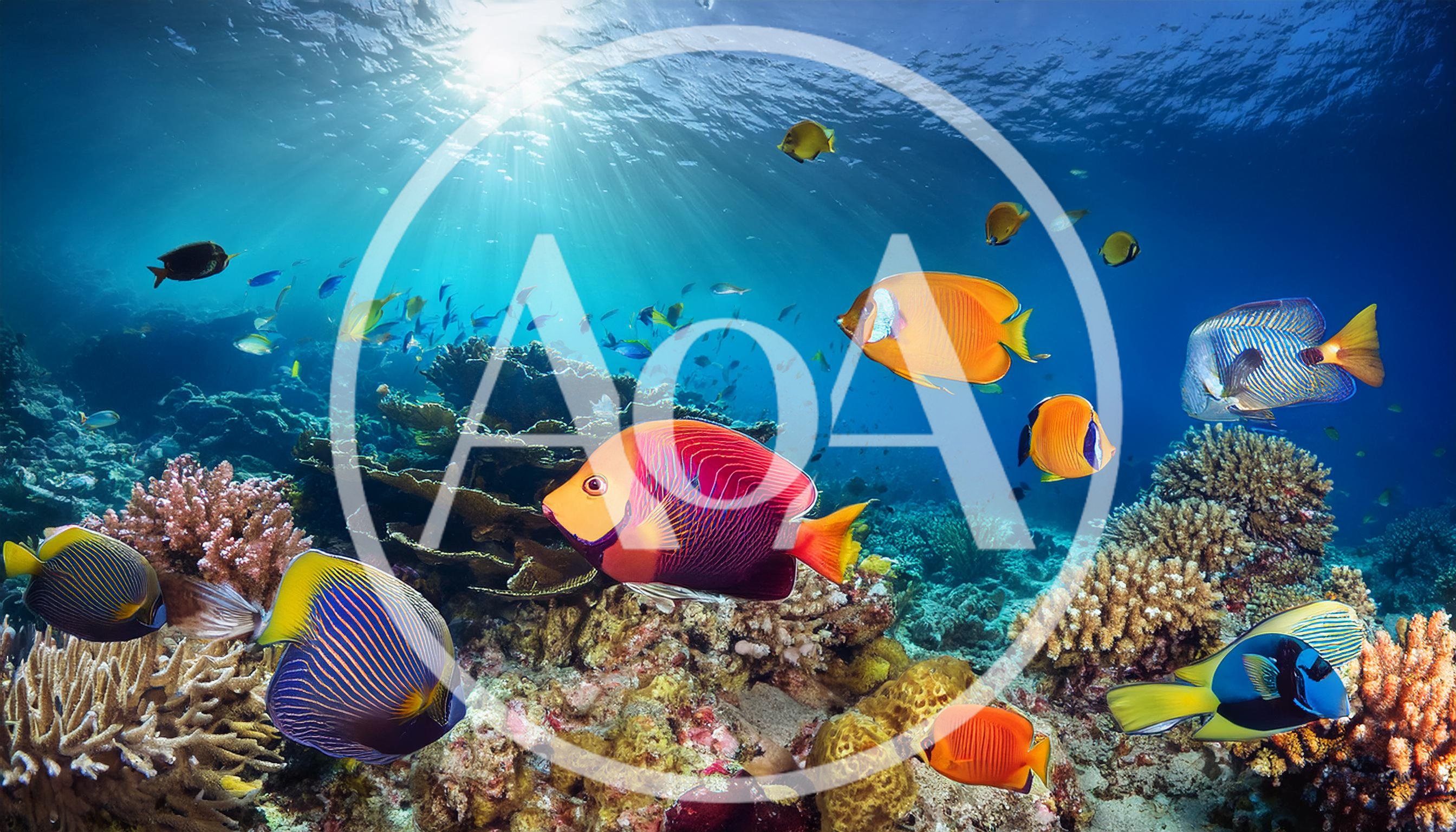 Vibrant Tropical Fish Swimming Over A Coral Reef