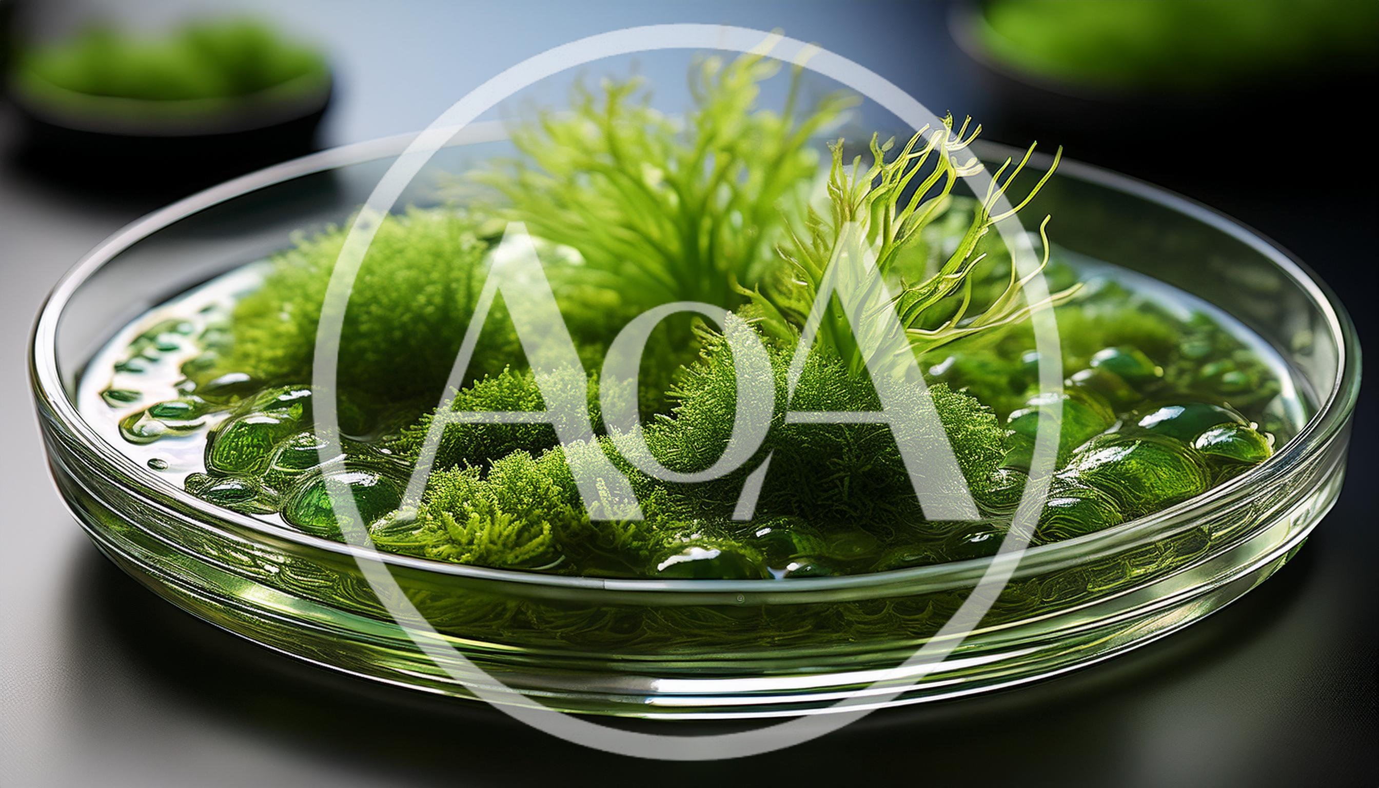 Green Algae Samples Growing In A Laboratory Petri Dish
