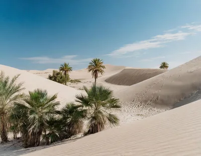 Palm Trees Growing In The Middle Of Sand Dunes
