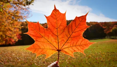 Hand Holding A Vibrant Orange Maple Leaf In Autumn