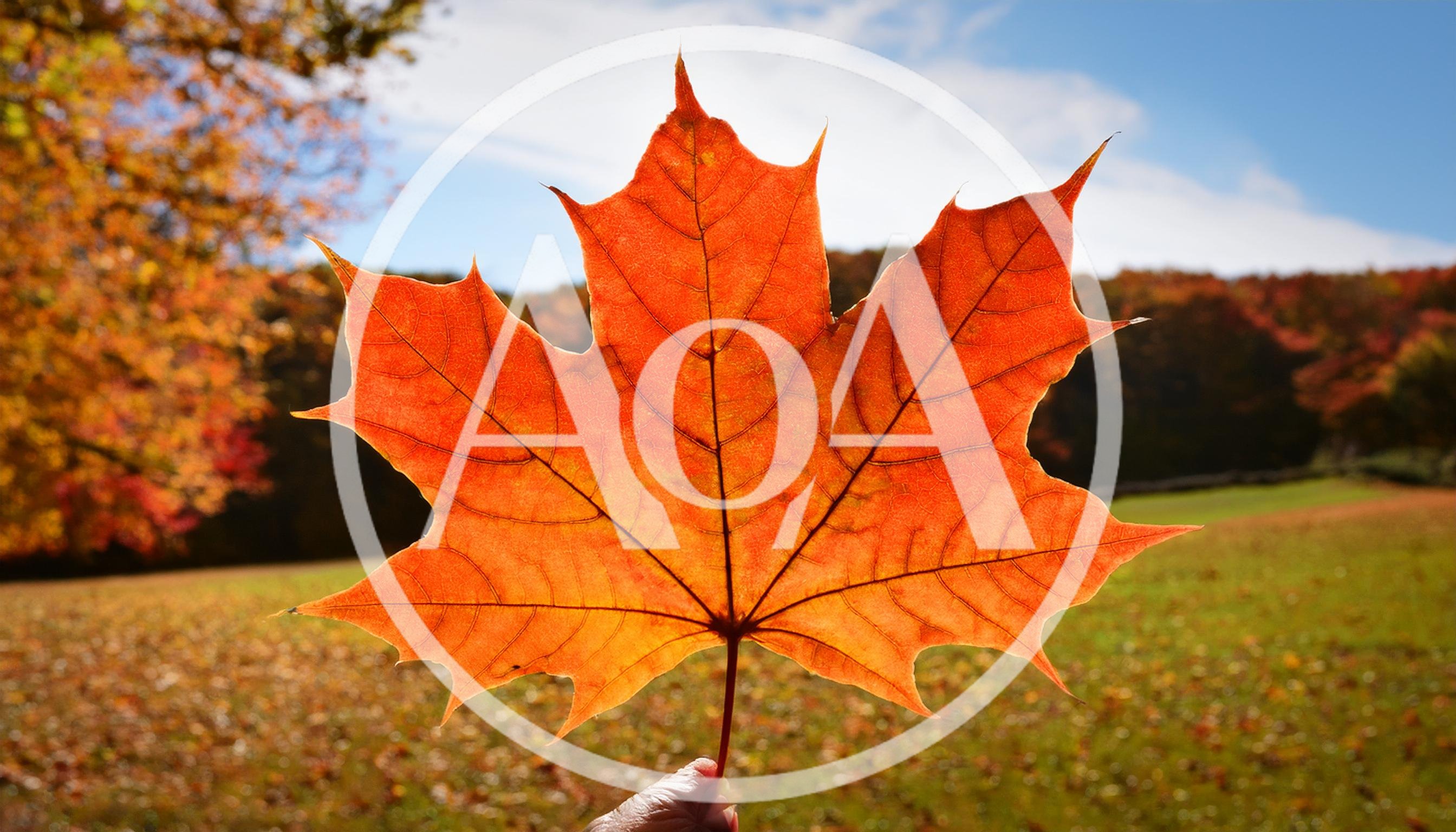 Hand Holding A Vibrant Orange Maple Leaf In Autumn