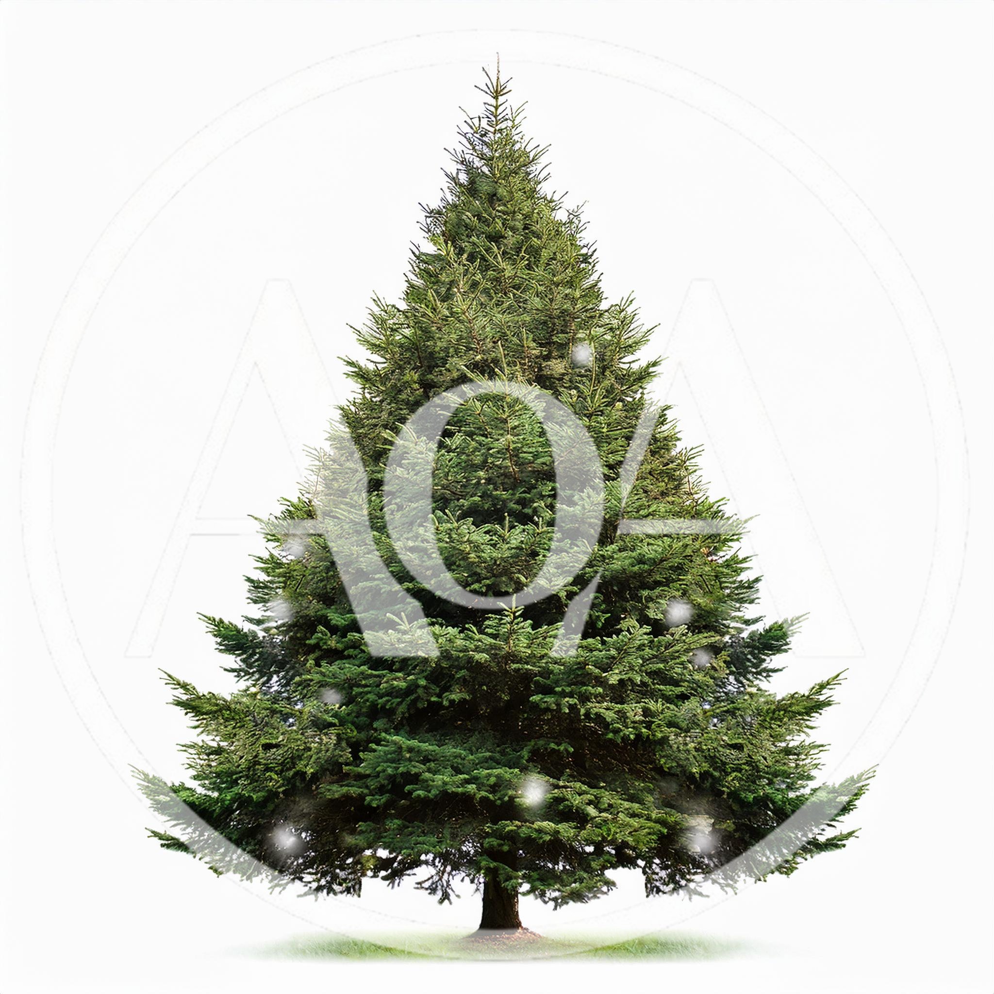 Full Green Christmas Tree Isolated On White Background