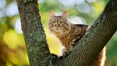 Fluffy Tabby Cat Perched High In A Tree