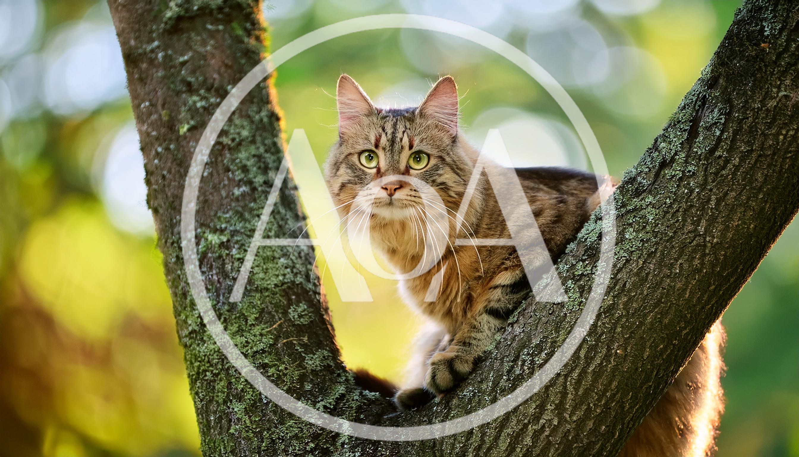 Fluffy Tabby Cat Perched High In A Tree