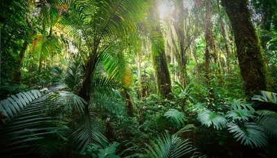 Sunlight Filtering Through Dense Tropical Rainforest Canopy