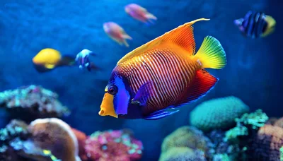 Regal Angelfish Swimming in a Vibrant Coral Reef