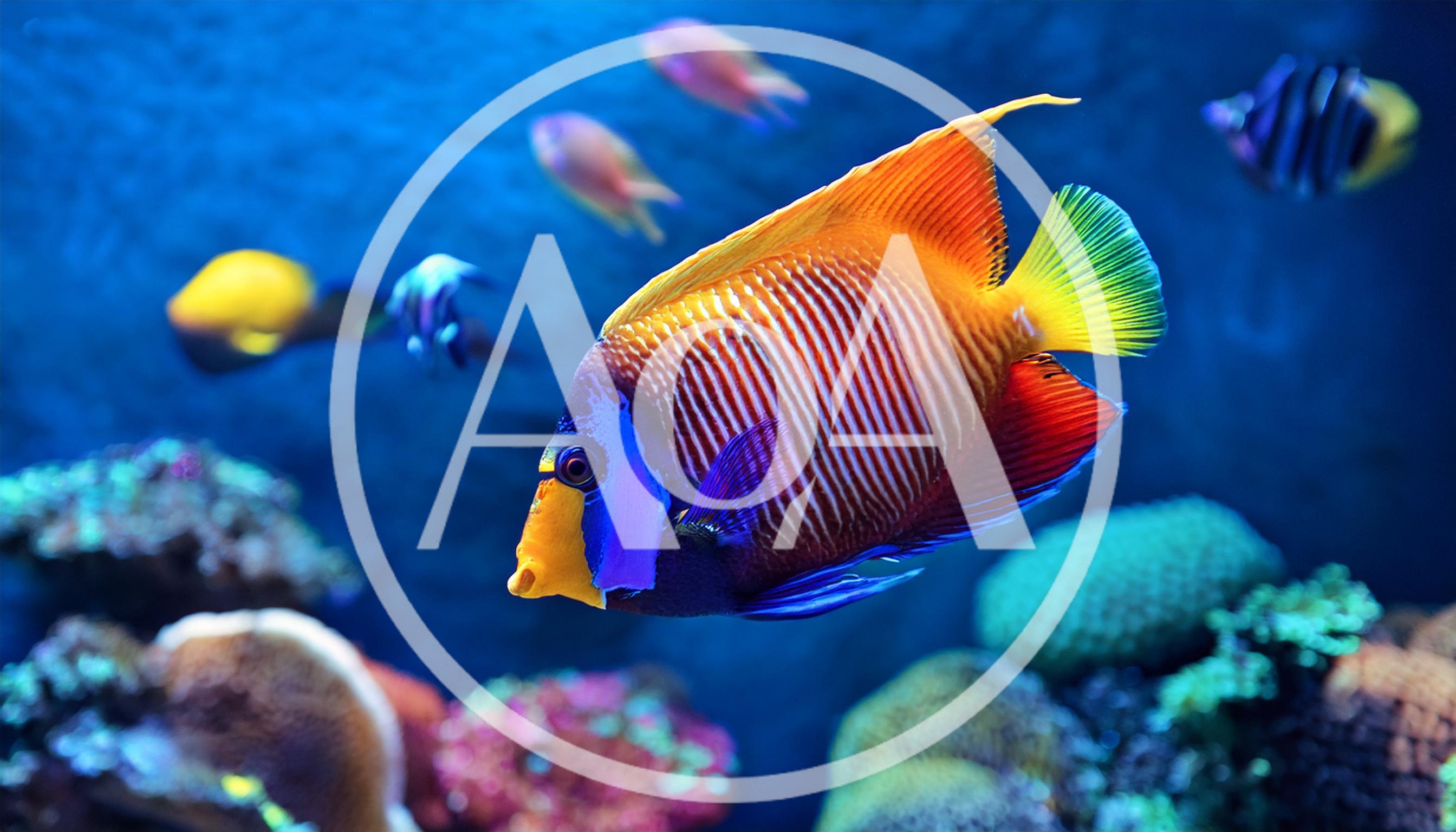 Regal Angelfish Swimming in a Vibrant Coral Reef