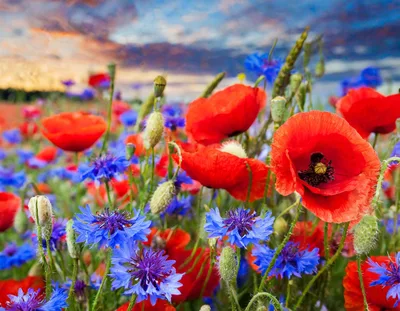 Vibrant Field Of Red Poppies And Blue Cornflowers