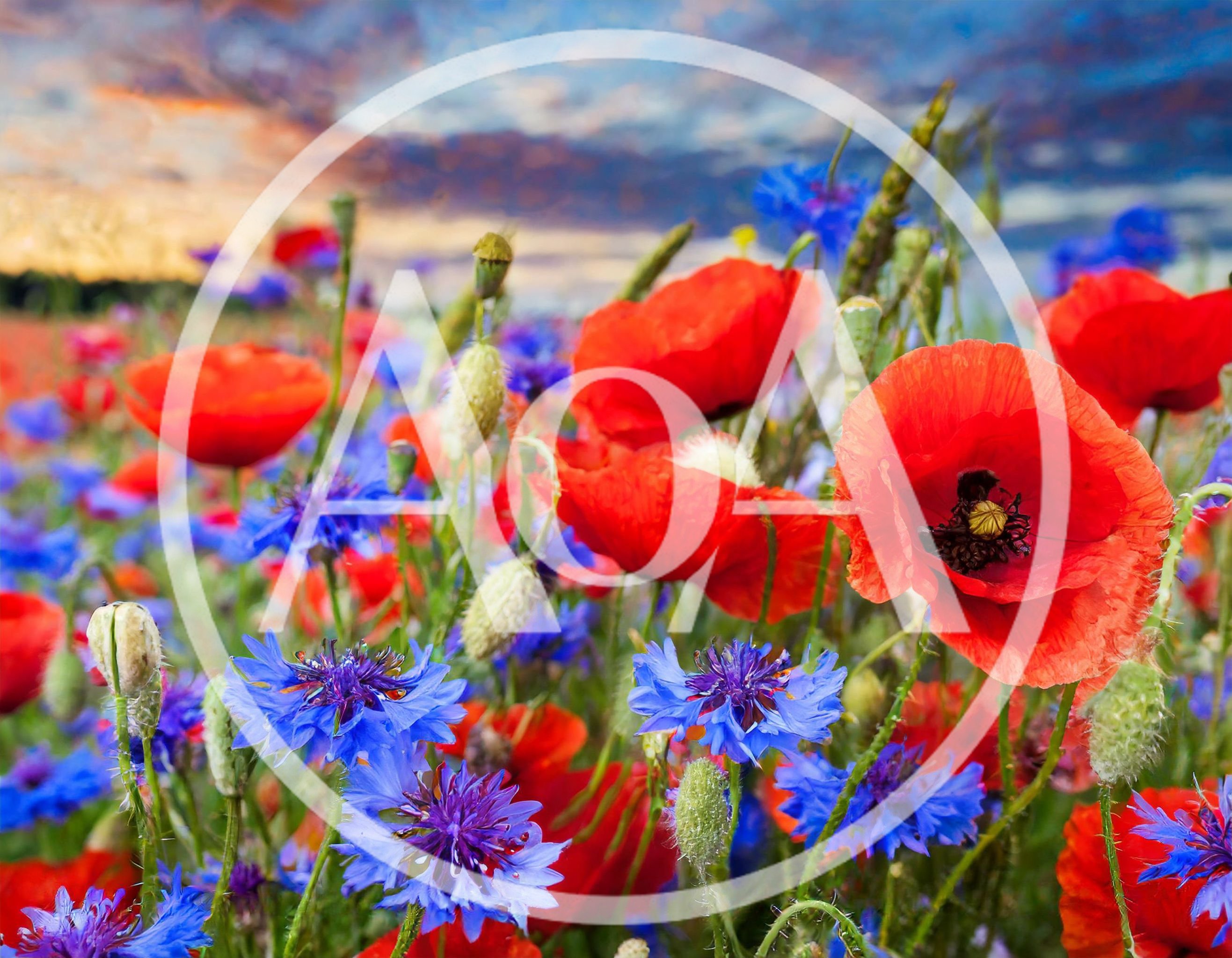 Vibrant Field Of Red Poppies And Blue Cornflowers