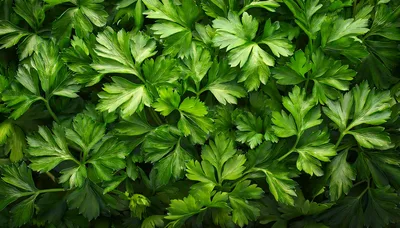 Fresh Green Flat Leaf Parsley Leaves Background