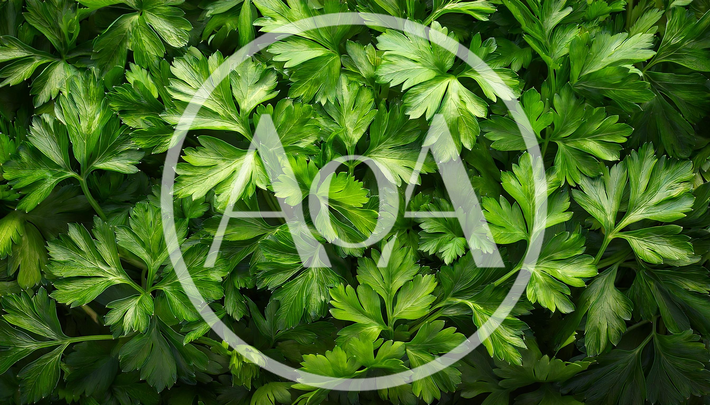 Fresh Green Flat Leaf Parsley Leaves Background