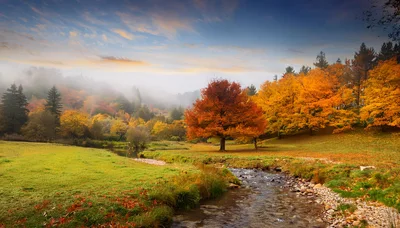 Autumn Landscape With Vibrant Orange Tree And Flowing Stream