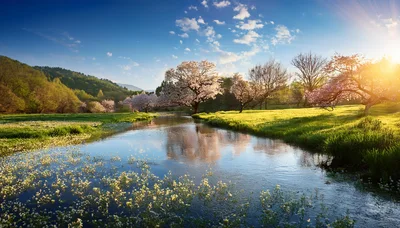 Serene Spring Landscape With Blooming Cherry Trees And River