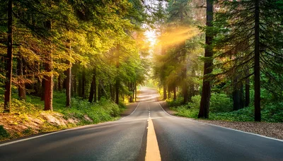 Empty Asphalt Road Through A Sunlit Forest