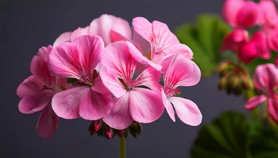 Vibrant Pink Geranium Flowers In Full Bloom