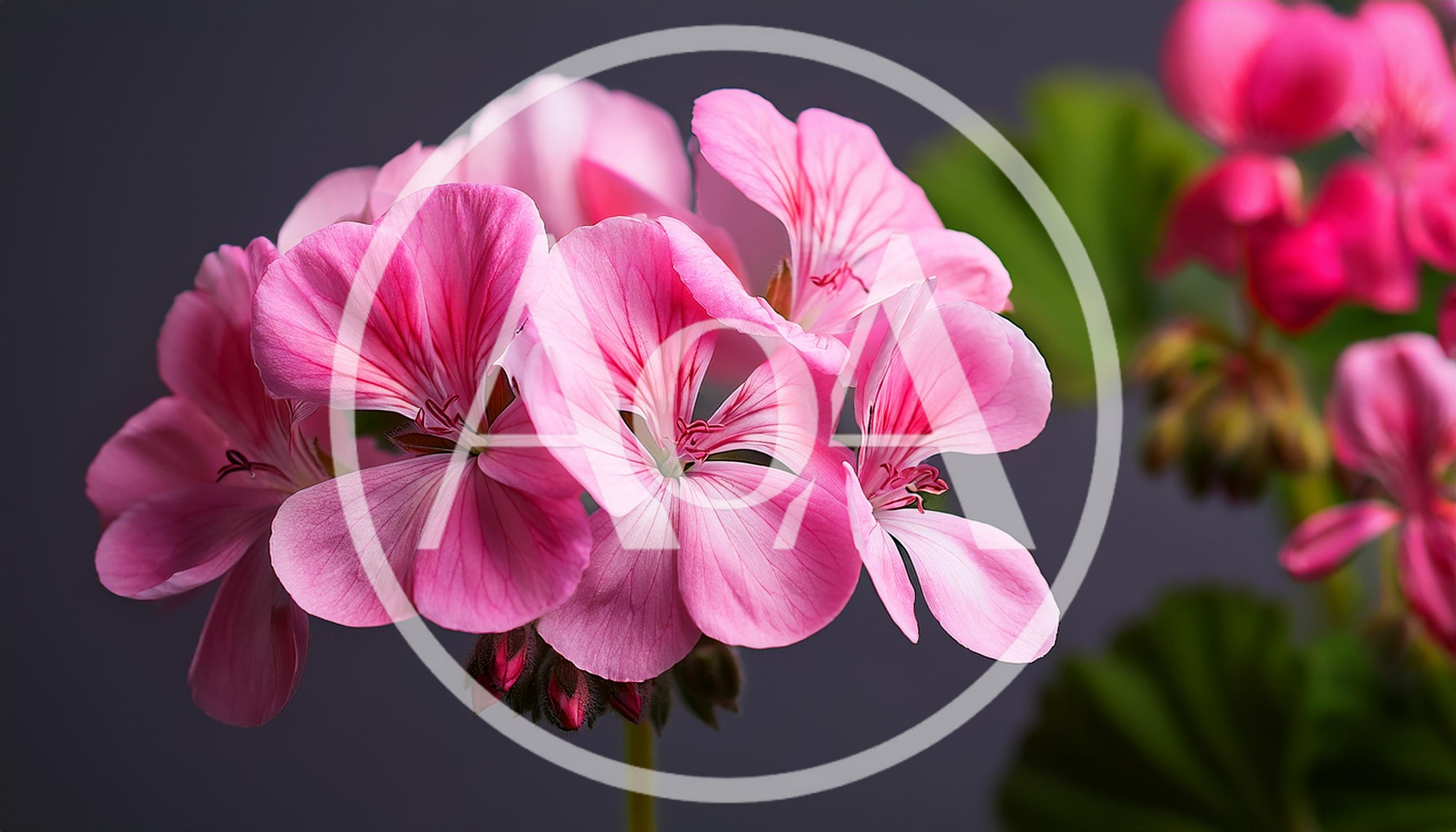 Vibrant Pink Geranium Flowers In Full Bloom