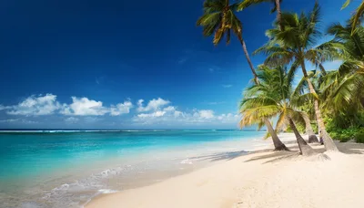 Tropical Beach With Palm Trees And Turquoise Water