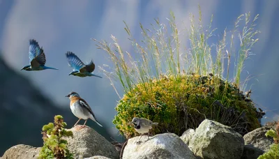 Diverse Alpine Birds Perched and Flying on Rocky Terrain