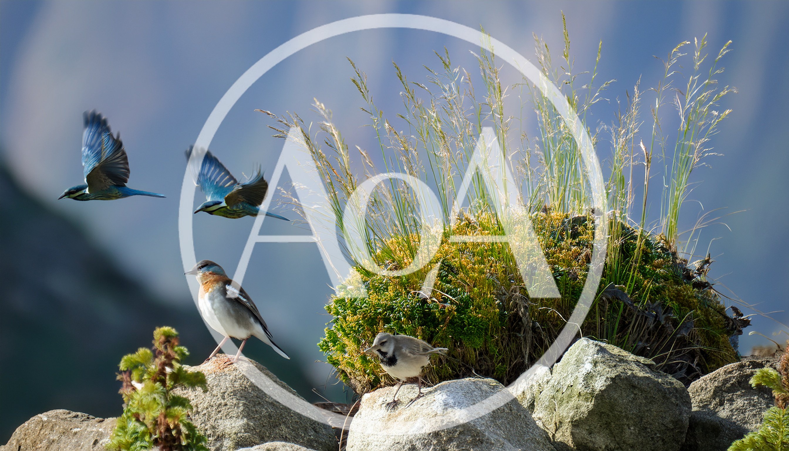 Diverse Alpine Birds Perched and Flying on Rocky Terrain