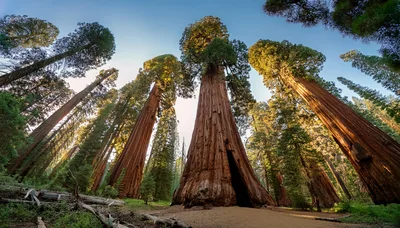 Giant Sequoia Trees In Sequoia National Park