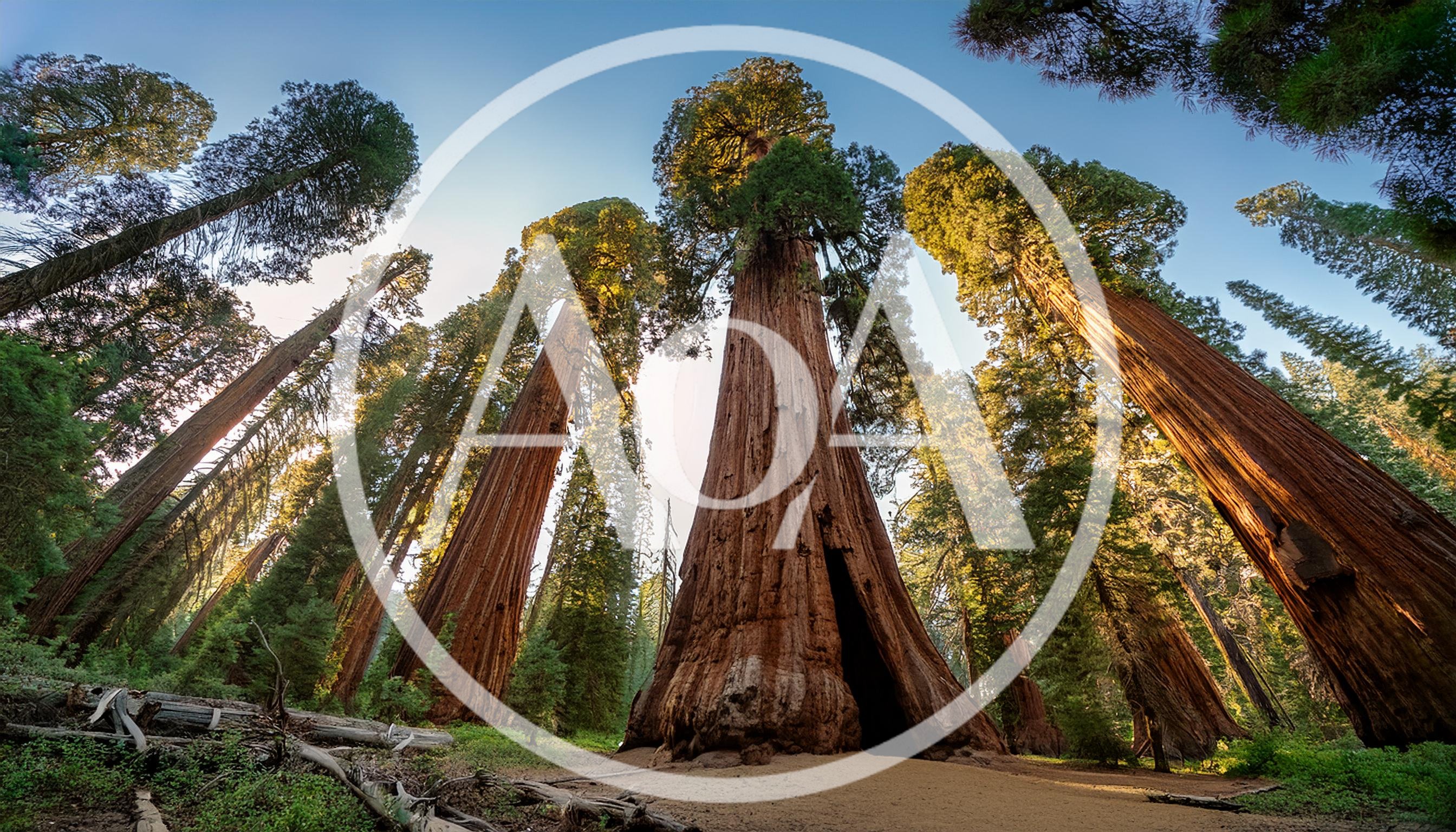 Giant Sequoia Trees In Sequoia National Park
