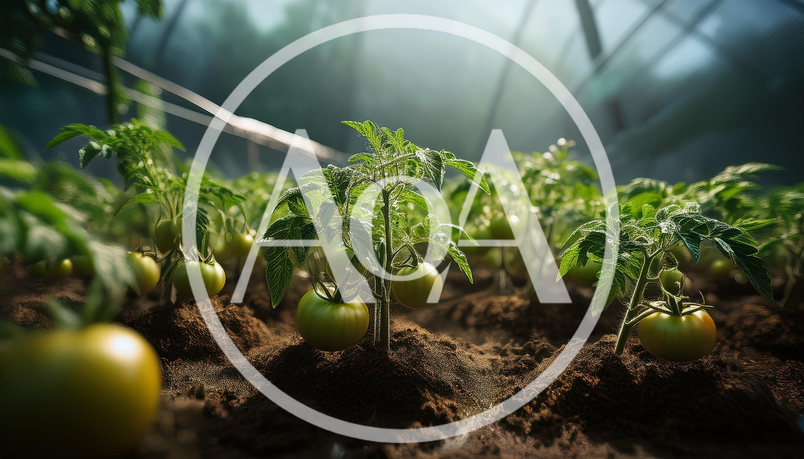 Green Tomato Plants Growing In A Greenhouse