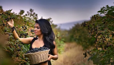 Beautiful Woman Harvesting Fresh Blackberries In A Sunny Orchard