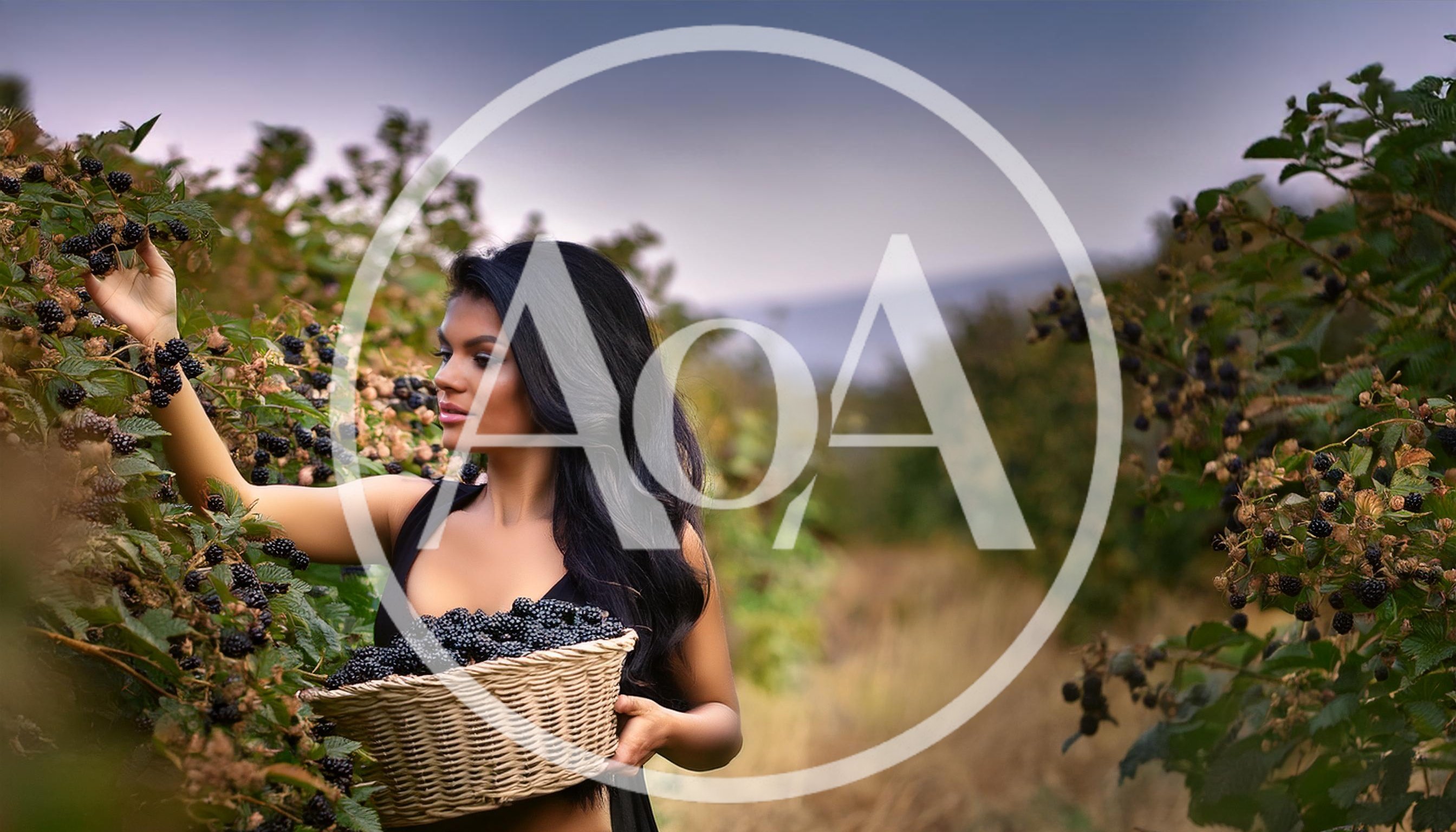 Beautiful Woman Harvesting Fresh Blackberries In A Sunny Orchard