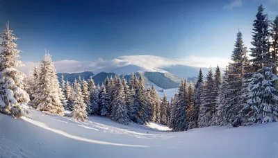 Snow Covered Pine Forest In Carpathian Mountains