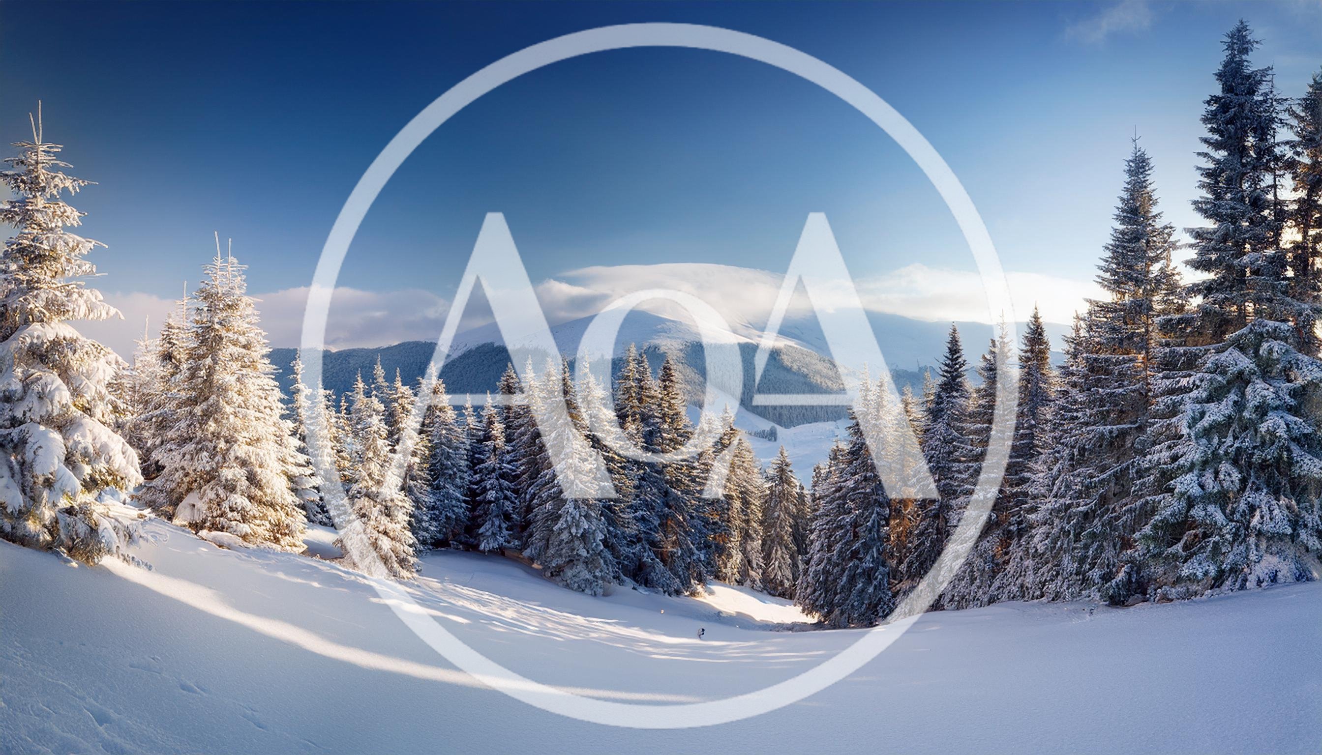Snow Covered Pine Forest In Carpathian Mountains
